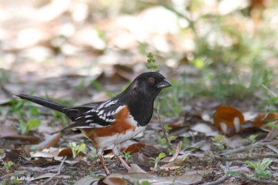 Tohi tacheté / Spotted Towhee