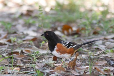 Tohi tacheté / Spotted Towhee