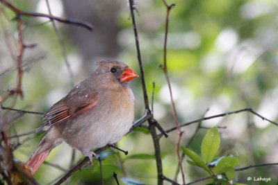 Cardinal rouge / Fem / Northern Cardinal