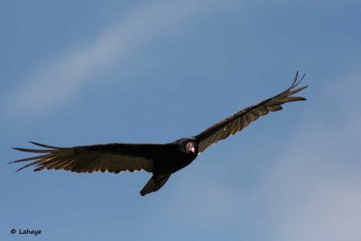 Urubu à tête rouge / Turkey Vulture