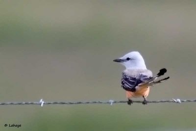 Tyran à longue queue / Scissor-tailed Flycatcher