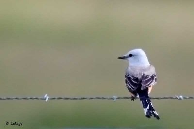 Tyran à longue queue / Scissor-tailed Flycatcher