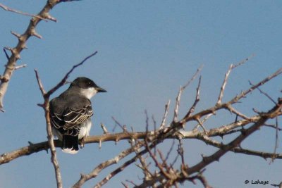 Tyran Tritri / Eastern Kingbird