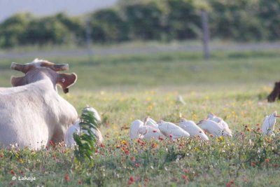 Héron garde-boeufs / Cattle Egret