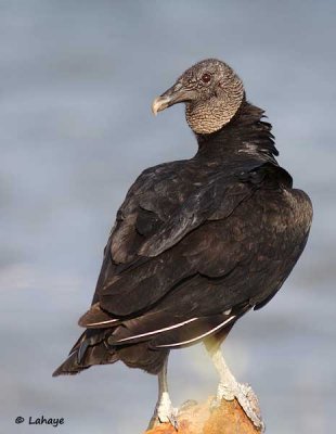 Urubu noir / Black Vulture