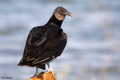 Urubu noir / Black Vulture