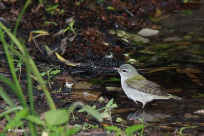 Paruline Obscure / Tenesse Warbler