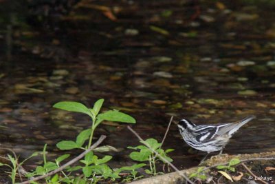 Paruline noir et blanc / Black-and-white Warbler