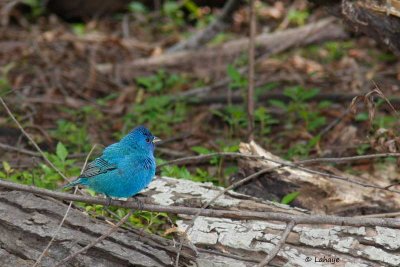 Passerin indigo / Indigo Bunting