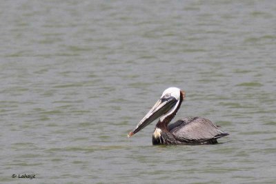 Pélican brun /Brown Pelican