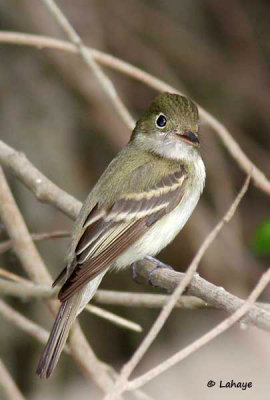 Moucherolle vert / Acadian Flycatcher
