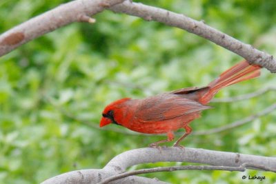 Cardinal rouge / Male / Northern Cardinal