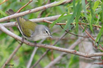 Paruline obscure / Tennessee Warbler