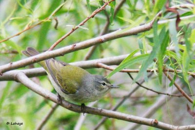 Paruline obscure / Tennessee Warbler