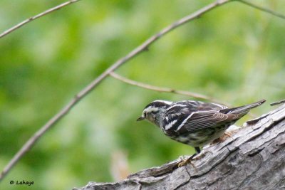 Paruline noir et blanc / Black-and-white Warbler