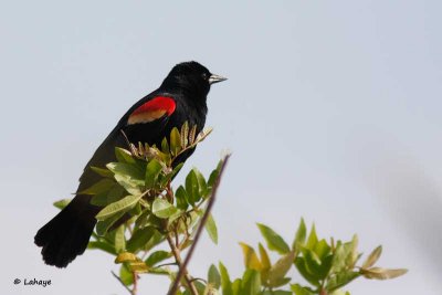 Carouge à épaulettes /Red-winged Blackbird
