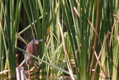 Héron vert / Green Heron
