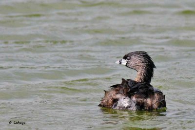 Grèbe à bec bigarré / Pied-billed Greve