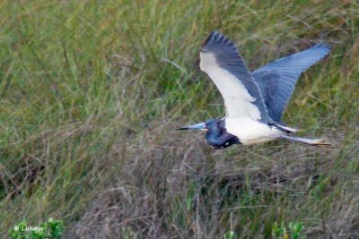 Aigrette tricolore / Tricolored Heron