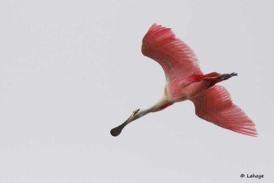 Spatule rosée / Roseated Spoonbill