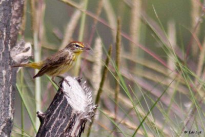Paruline à couronne rousse / Palm Warbler