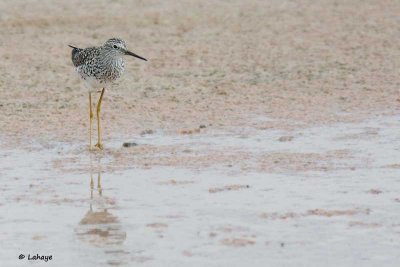 Grand chevalier / Greater Yellowlegs