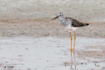 Grand chevalier / Greater Yellowlegs