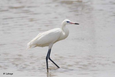Aigrette roussatre / Reddish Egret