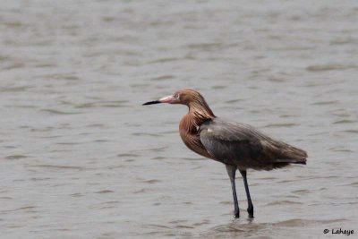 Aigrette roussatre / Reddish Egret