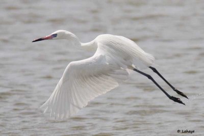 Aigrette roussatre / Reddish Egret