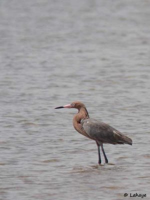 Aigrette roussatre / Reddish Egret