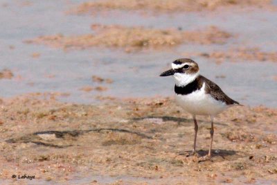 Pluvier de Wilson / Wilson's Plover