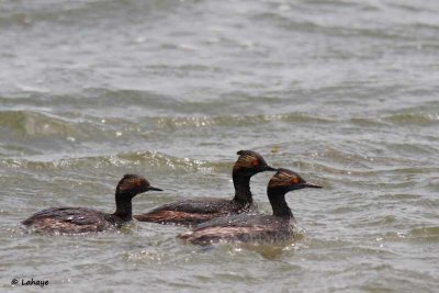 Grèbes à cou noir / Eared Grebe