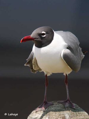 Mouette atricille / Laughing Gull