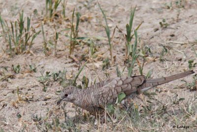 Colombe inca / Inca Dove