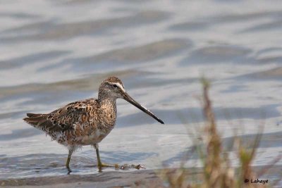 Becassin à long bec / Long-billed Dowitcher