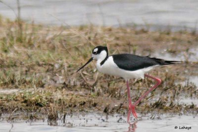 Échasse d'Amérique / Black-necked Stilt
