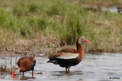 Dendrocygne à ventre noir / Black-bellied Whistling Duck