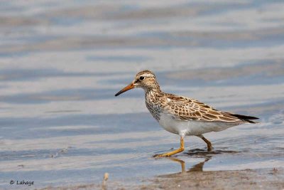 Becasseau Poitrine cendrée / Pectoral Sandpiper