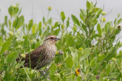 Carouge à épaulettes / Fem / Red-winged Blackbird