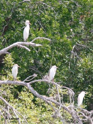 Hérons garde-boeufs / Cattle Egrets