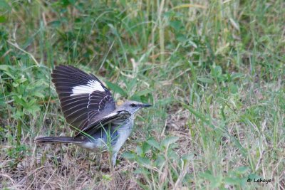 Moqueur polygrotte / Northern Mockingbird