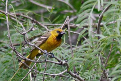 Oriole des verger / Fem / Orchard Oriole