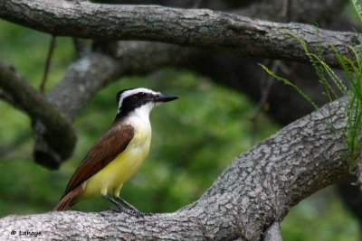 Tyran quiquivi / Great Kiskadee