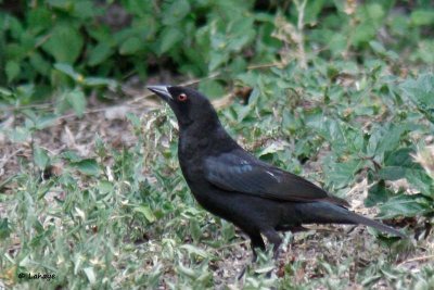 Vacher bronzé / Bronzec Cowbird