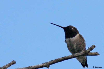 Colibri à gorge noire / Black-chinned Hummingbird