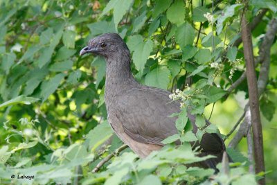 Ortalide chacamel / Plain Chachalaca
