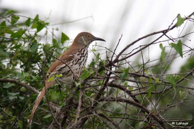 Moqueur à long bec / Long-billed Thrasher