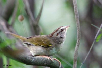 Tohi olive / Olive Sparrow