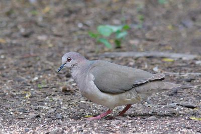 Colombe de Verreaux / White-tippped Dove